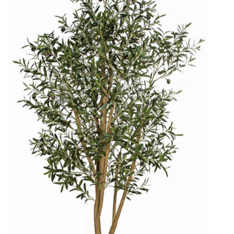 Botanicals