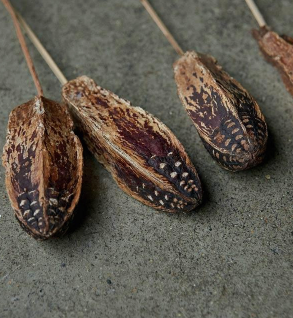 mahogany seed capsule
